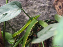 Serpent vert - Costa Rica